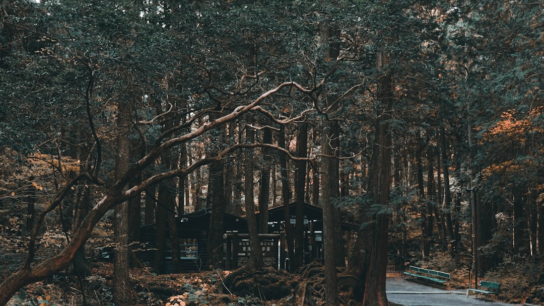 Photo Forest cabin